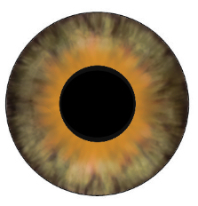 eyes (1)